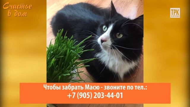 Кошка Мася
