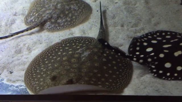 Potamotrygon Scobina Pair 19-24cm
