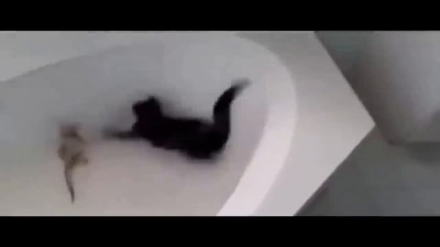 Кот и Ящерица не поняли друг друга)))