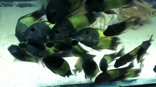 Tropheus İkola Kaıser