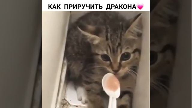 Как приручить дракона)))