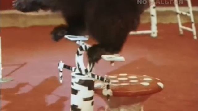 Bear in Russian circus