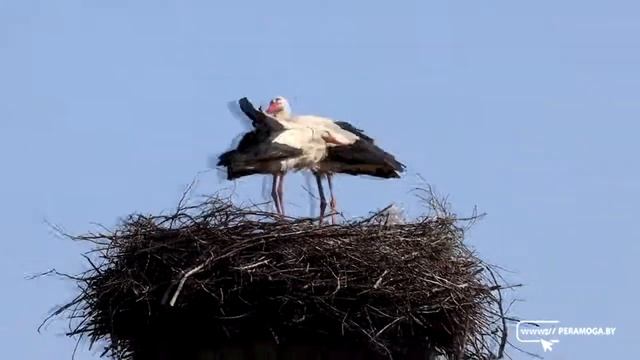 Вилейские аисты скоро станут родителями