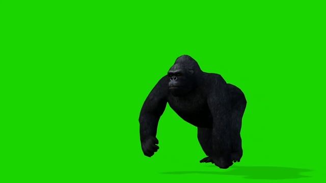 gorilla green screen video for editing animation, copyright free materials.