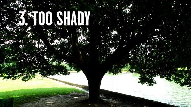 Why Bradford Pears Are The Worst Tree | Southern Living