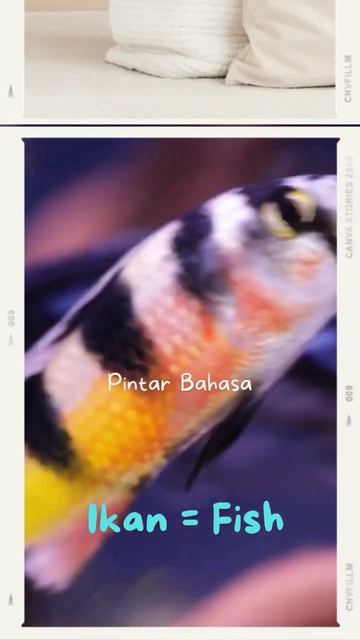 Belajar Bahasa Inggris Paling Santai #shorts #fish #fishing #rabbit #kelinci