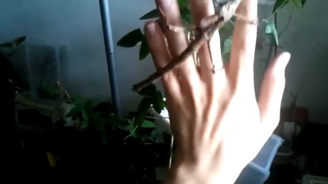 handling a giant stick insect (female Achrioptera fallax)