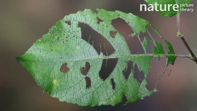 Timelapse of Lesser Willow Sawfly larvae consuming a Goat Willow leaf