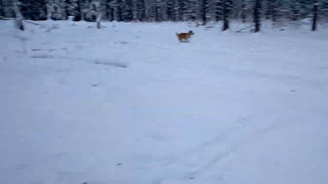 не видно на фоне леса