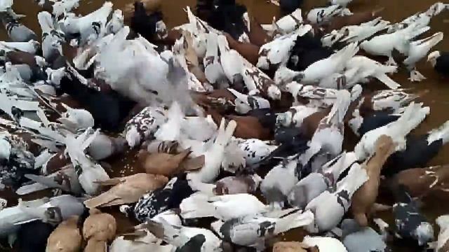 Андижанские голуби, узбекские бойные голуби, высоколетные голуби, питомник голубей