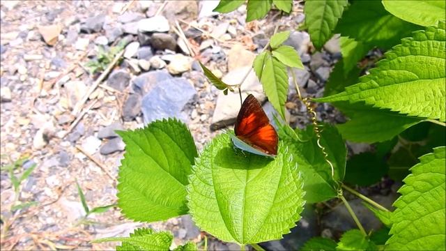 ムビる17634 20200828 002 ウラギンシジミ uraginshijimi