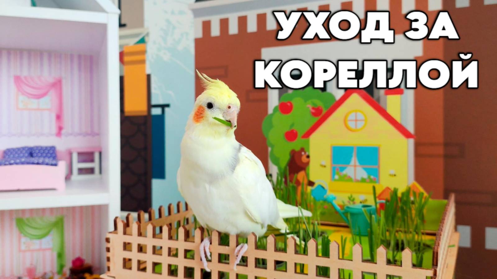 Уход за кореллой