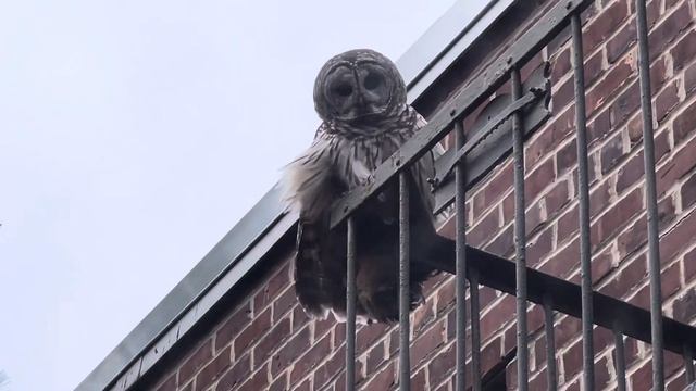 СОВА ЗАГЛЯДЫВАЕТ К НАМ В ОКНА. КРАСАВИЦА!!! ❤️🇺🇸🗽🦉