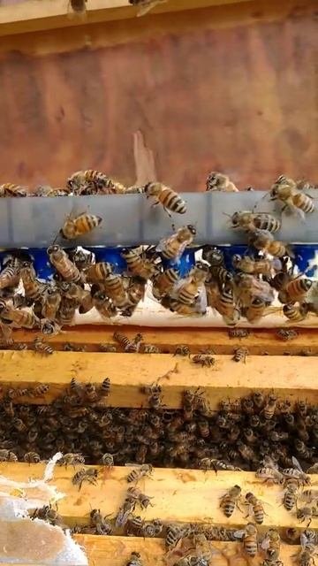 Queen Cells 48 Hours After Grafting. #shorts #Queenrearing #Honeybee #Beekeeper