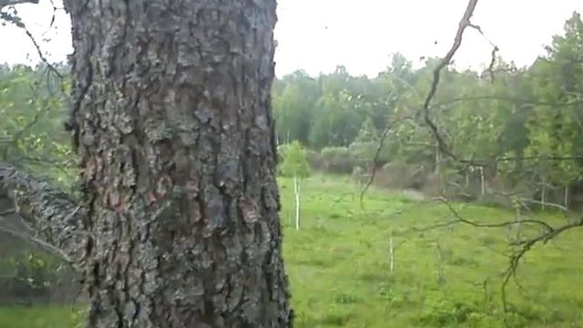 снятие ловушки пчеловодство