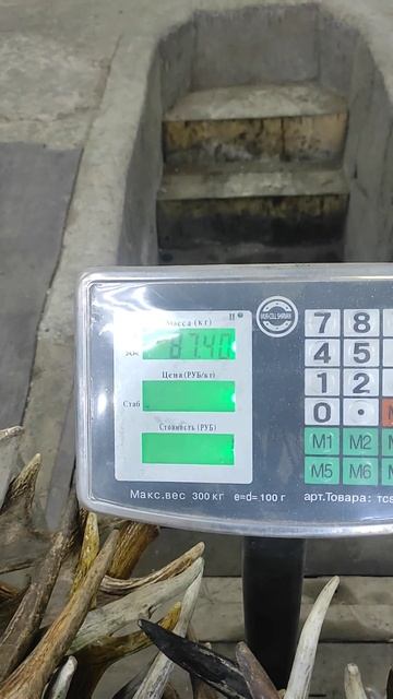 Куплю Рога Лося, Оленя, Изюбря, Косули, Чагу Берëзовую 89089340633 Александр