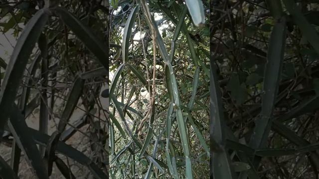 Natural cissus quadrangularis in the garden.