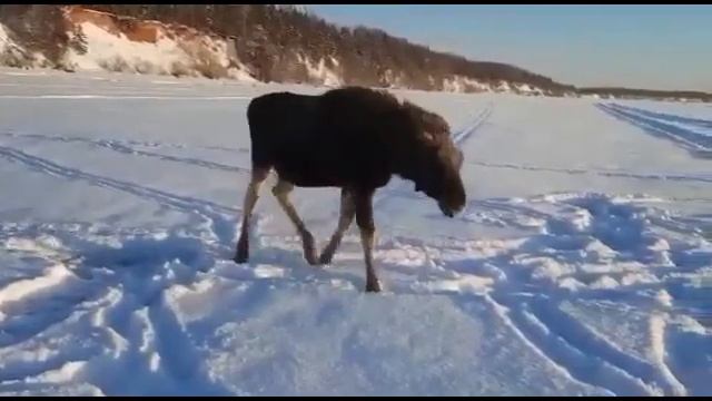 Лось подошёл к рыбаку