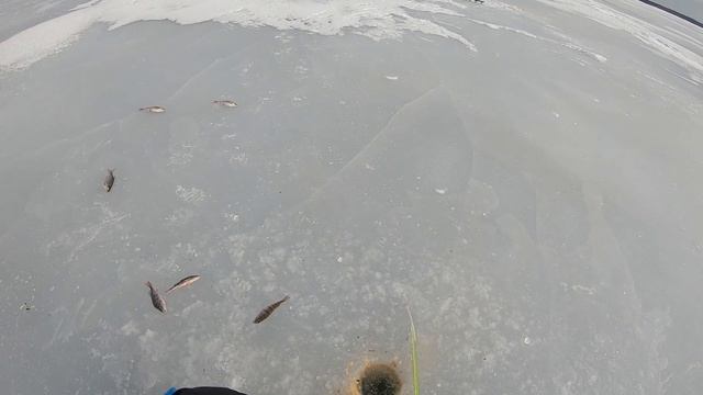 Чудское Озеро. Рыбалка на плотву.  Suvi. 20.03.2021