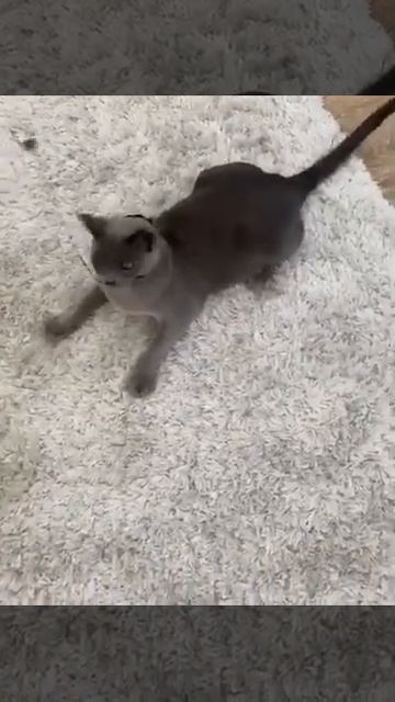 Котик бурманский голубого окраса. Голубой кот.