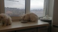как меняется окрас в зависимости от освещения