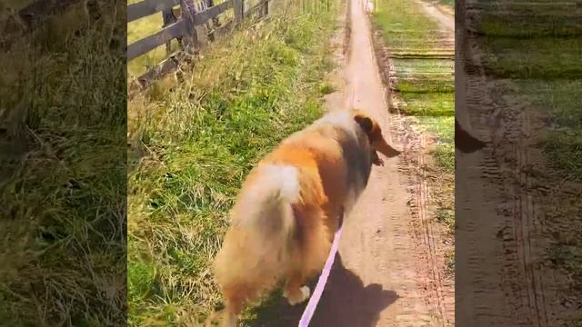 пастуший лагерь, rough collie in herding camp