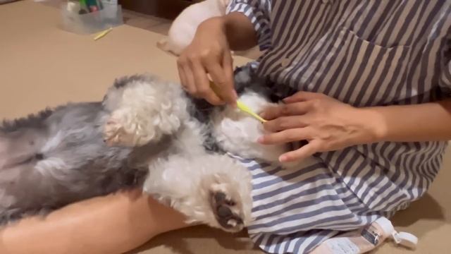 子猫に犬が歯磨きのお手本を見せたら…
