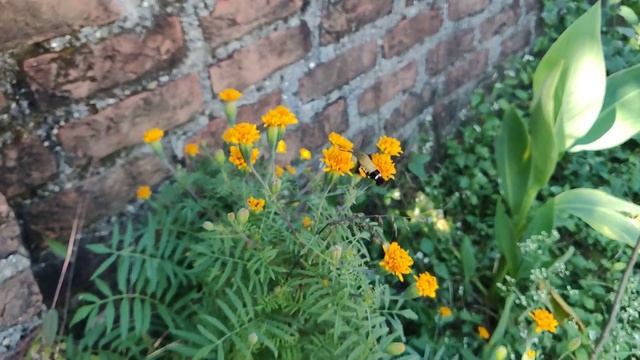 #Hummingbird #hawk-#moth  #Caterpillar  amazing ...