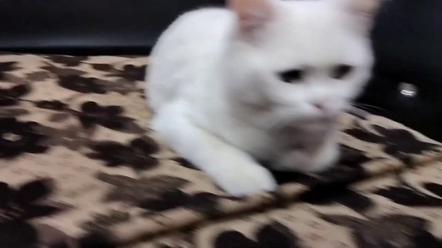 Look My Cat eye's
