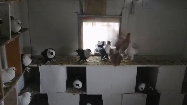 Киевские светляки