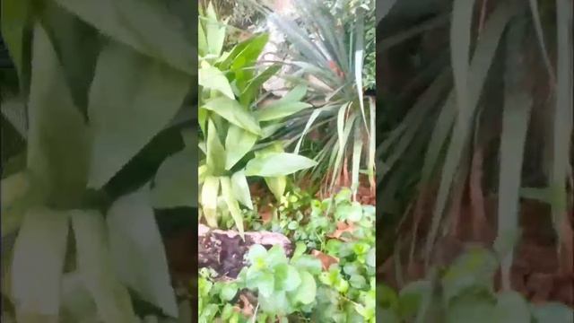 Ялта 💖💖💖 Ливадия 🌿❇️