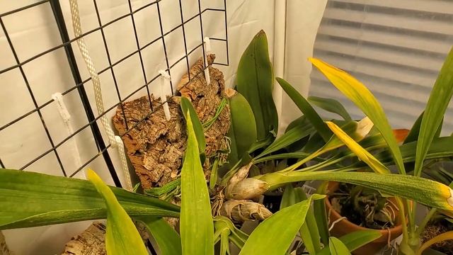 Some Cattleyas come home • Catasetum spikes • 16 October 2022 Orchid collection update