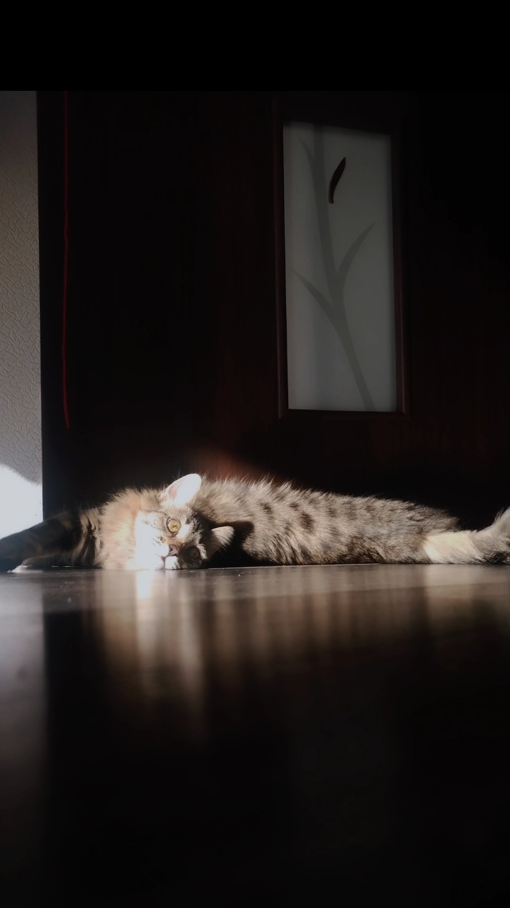 🪷✨ Sima the cat's evening routine... #asmr #aesthetics #cat #catSima