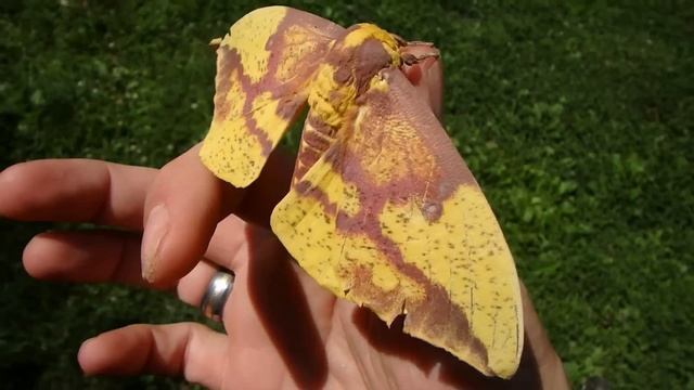 HUGE Imperial Moth! - Eacles imperialis (Imperial Caterpillar pt 2)