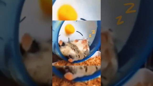 бешеные хомячки