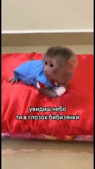 #бибизян #бибизяна #животные #милыеживотные #обезьяны #смешно #юмор #мило