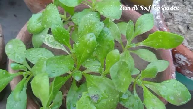 #HowtogrowDimorphodeca\African daisy#Oseotospremum\cape marigold#seedlings transplant dimorphodeca