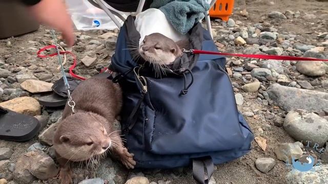 カワウソ大集合！双子のハナに何度フラれても、めげないカワウソこむぎ！？　Otters! Come here! Don't be disappointed, otter Komugi! He real