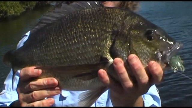 Big Bream 2008 49.5cm 2Kg+ With ChuckT