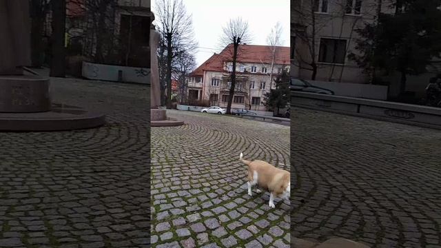 Wiersz Jana Brzechwy
"Kaczka dziwaczka" - Стихотворение Яна Бжехвы "Утка чудачка"