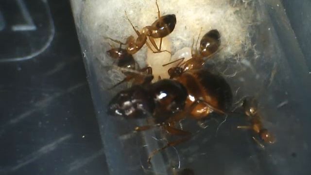Camponotus nylanderi 2