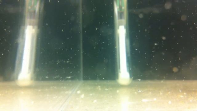 Apogon chrysopomus fry