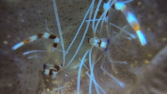 Stenopus hispidus, Camaron limpiador/Banded Coral Shrimp
