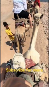 Let’s go Sharm ElSheikh 🐪🐠🇪🇬