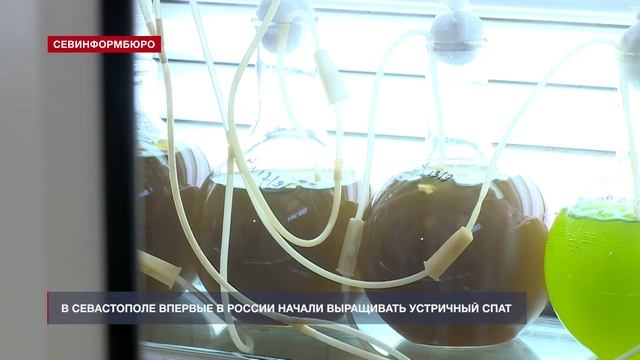 В Севастополе открылся первый в России питомник устричного спата