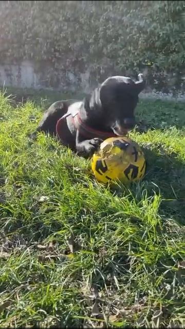 Labrador femmine per accoppiamento