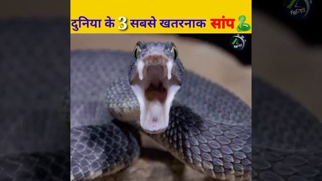 दुनियां के 3 सबसे ख़तरनाक😱 और जहरीले सांप 🐍 || TimingFacts || #shorts #snakes #खतरनाक #a2motivation