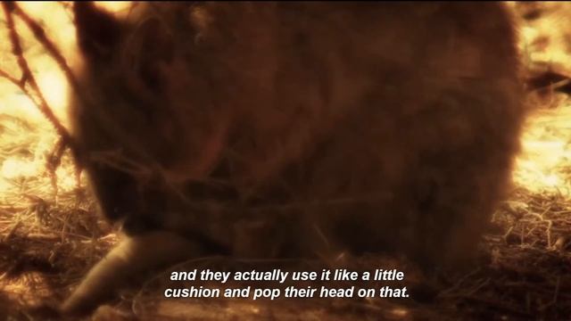 NETFLIX 72 CUTEST ANIMALS IS RUBBISH