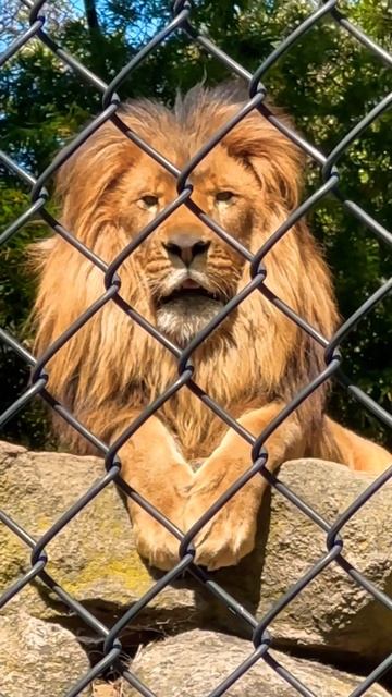 Lion so Cute Alex Madagascar 🦁🦁