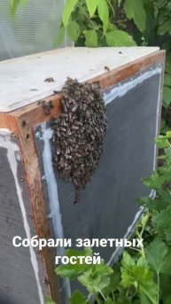 Поймали залетный рой пчел